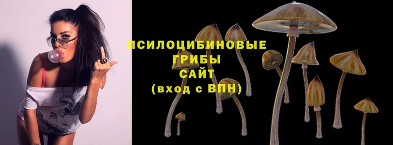 Псилоцибиновые грибы Psilocybine cubensis Зеленодольск