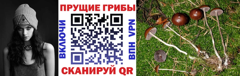 дарк нет Telegram  Зеленодольск  Галлюциногенные грибы мицелий 